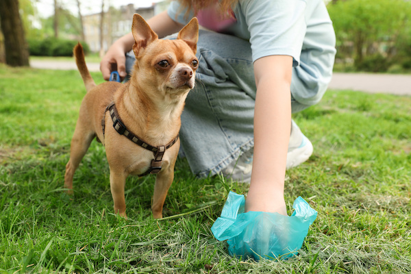 Woman picking up her dog’s poop from green grass in park, closeup